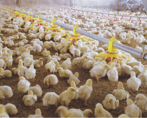 煜鑫畜牧机械 大型养鸡设备 养鸡设备